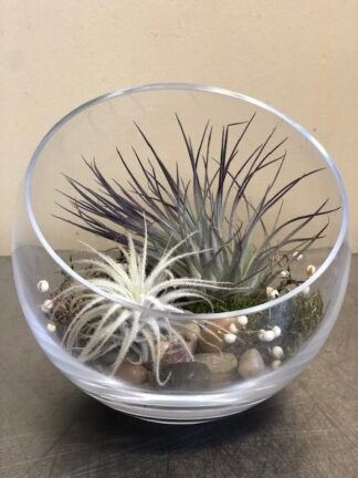 Air Plant Moon