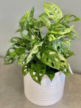 Swiss cheese plant