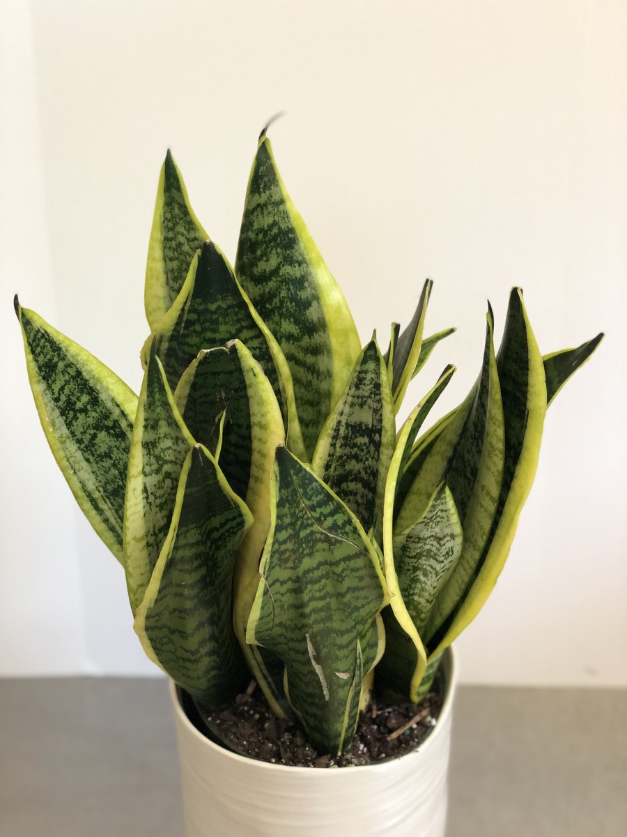 Mother-in-law's tongue plant - Image 2