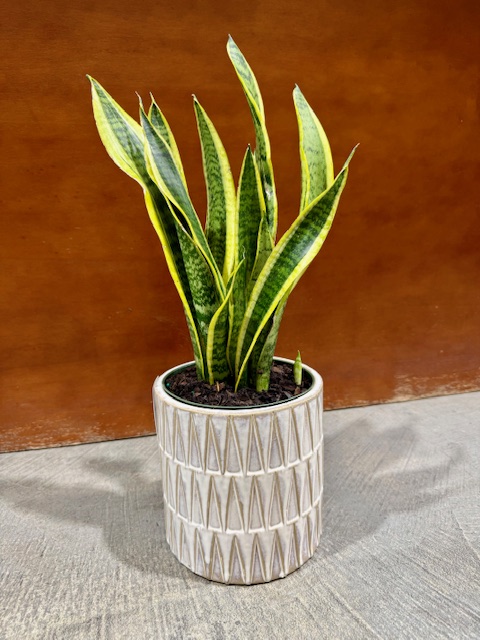 Mother-in-law's tongue plant