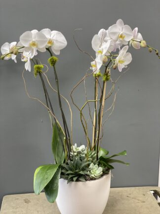 Grand Orchid Planter