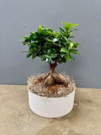 Ficus Bonsia