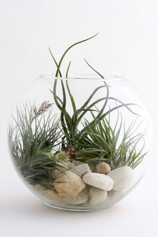 Air Plant Bubble Bowl