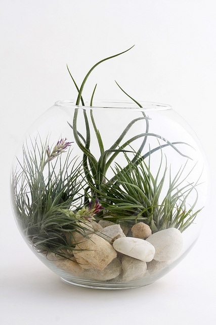 Air Plant Bubble Bowl