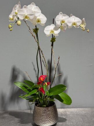 Orchid Love Planter
