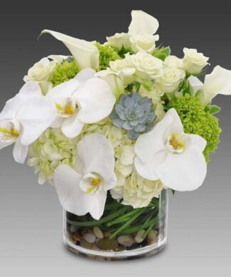 Orchid Fresh Beauty