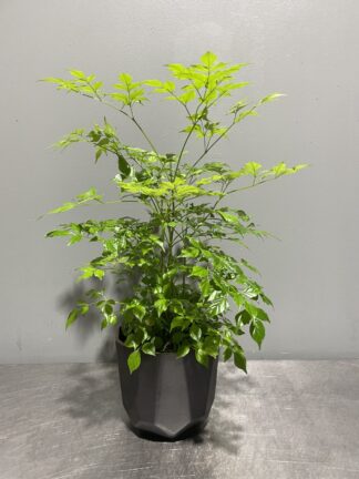 China doll plant