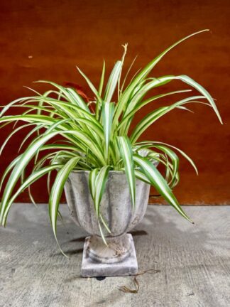 Spider Plant in Tuscan Urn
