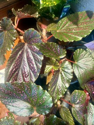 Pink Spot Polka Dot Begonia - 6” Pot