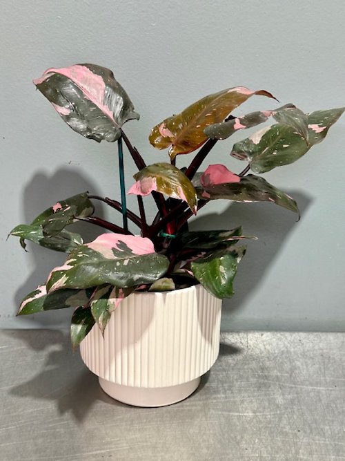 Pink Princess Plant