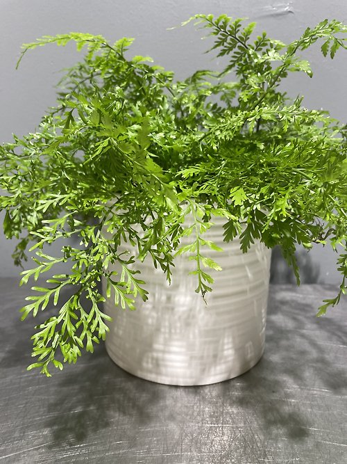 Mother Fern plant