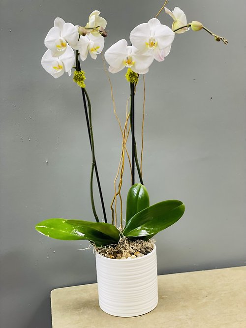 Modern White Orchid plant