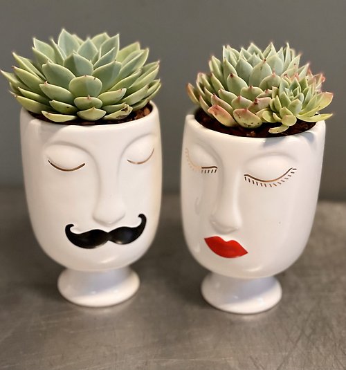 Mr & Mrs Succulent