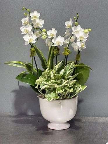 White Pedestal Petite Orchid Garden
