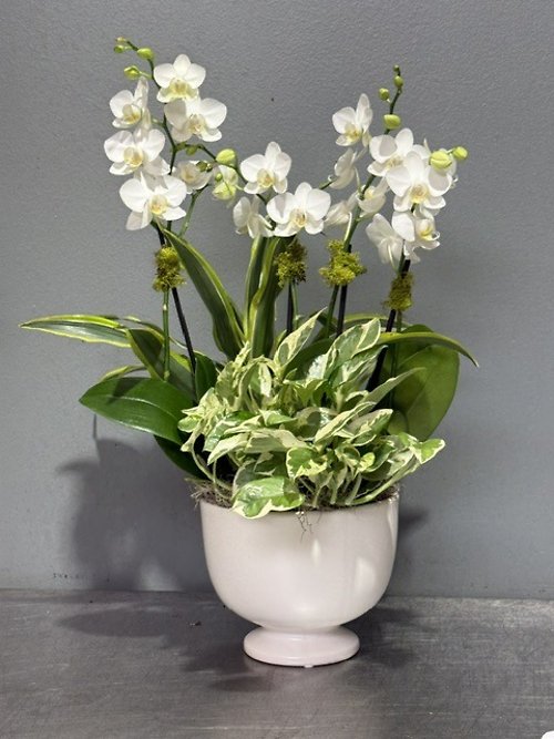 White Pedestal Petite Orchid Garden