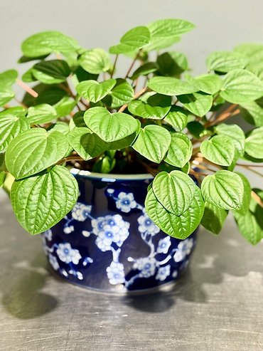 Peperomia in Blue Blossom Planter