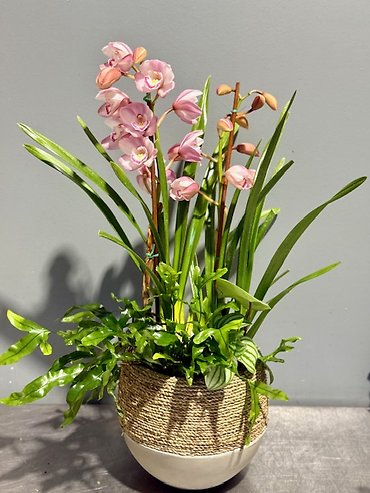 Blushing Cymbidium Orchid Planter