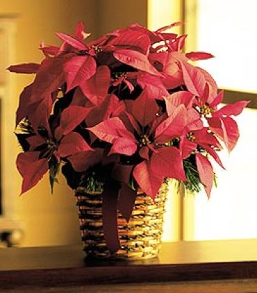 Poinsettia