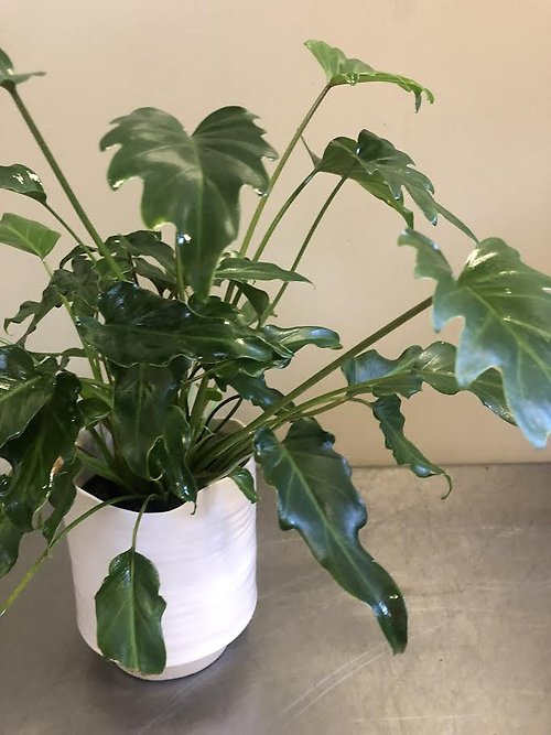 Philodendron Plant