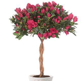 Azalea Tree Plant