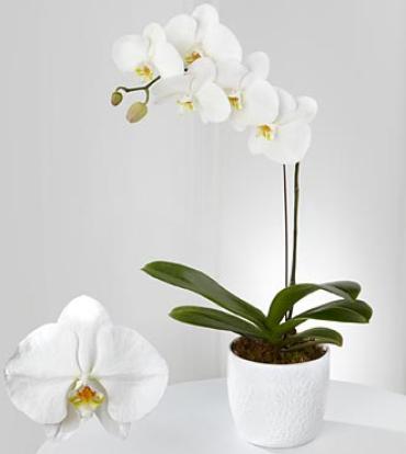 Phalaenopsis Orchid Plant