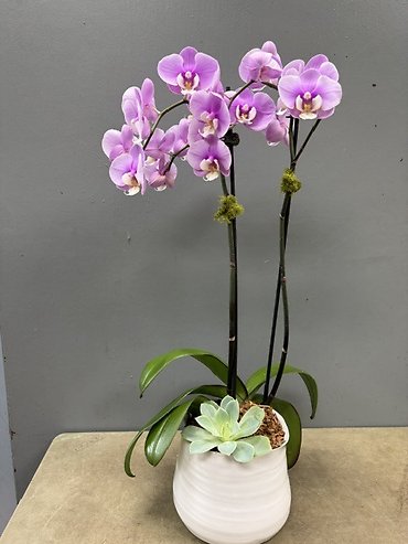Orchid Feature of the Month | Lavender Whisper Orchid Garden