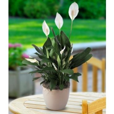 Peace Lily Plant