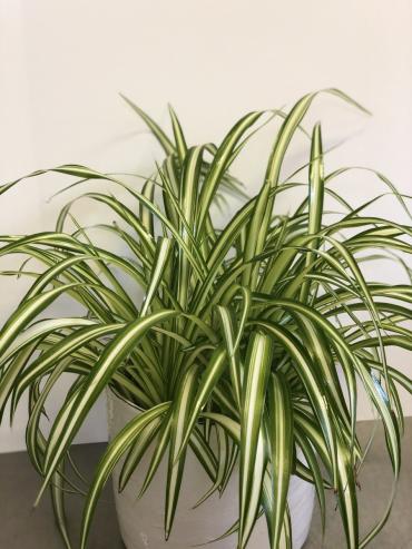 Spider Plant