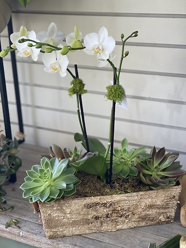 Orchid Woodland Planter