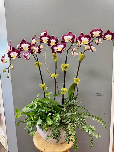 With Appreciation: 4-Spike Burgundy Edge Orchid