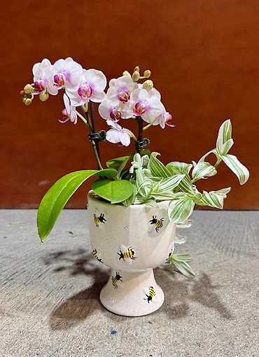 Busy Bee Petite Orchid