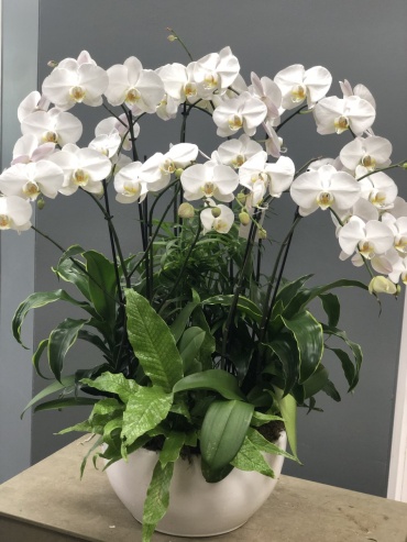 Stunning Orchid Planter