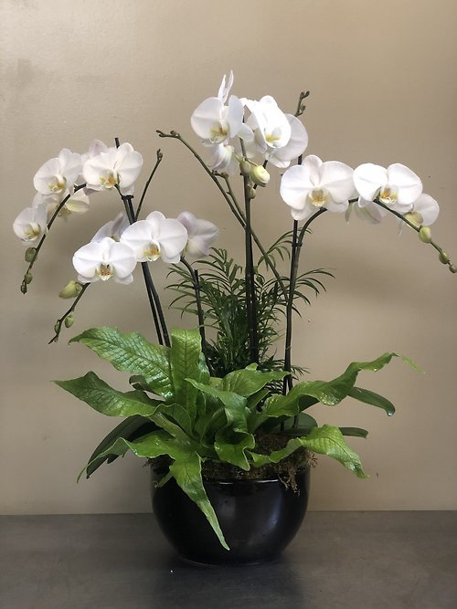 4 Spike Orchid Planter