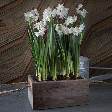 Paper Whites in a Box