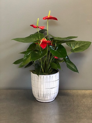 Anthurium Plant