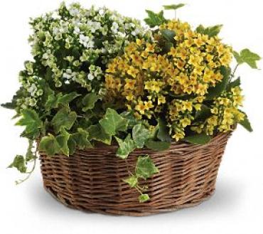 Basket of Joy Planter