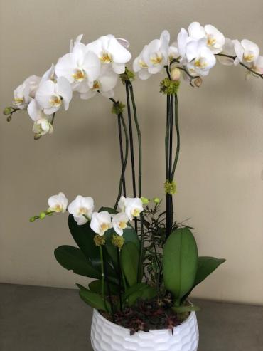 Orchid Trio