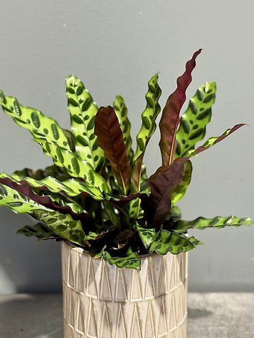 Rattlesnake Calathea