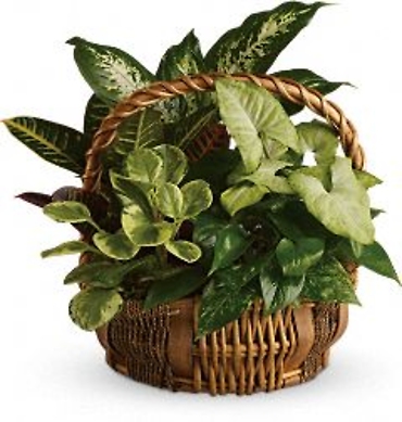 Greenery Basket