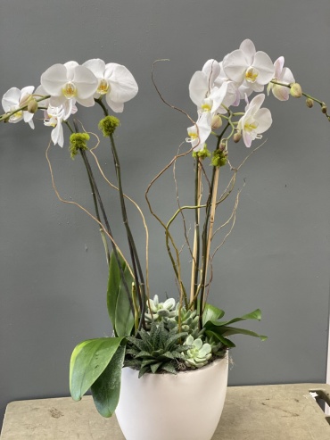 Grand Orchid planter