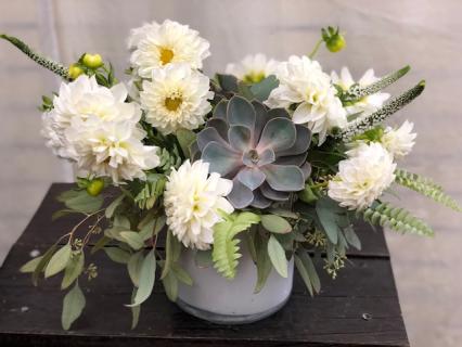 White dahlias with succulents