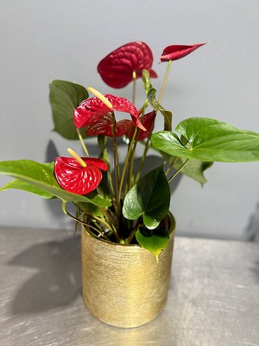 Anthurium Plant