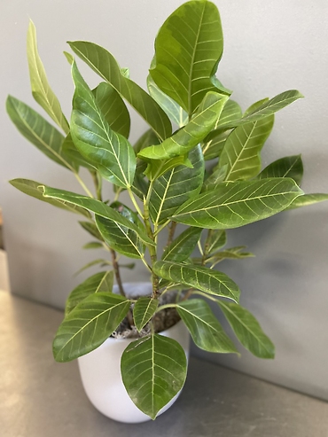 Ficus Aubrey (Medium)