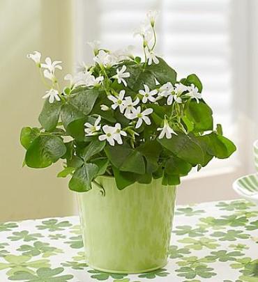 Shamrock Plant