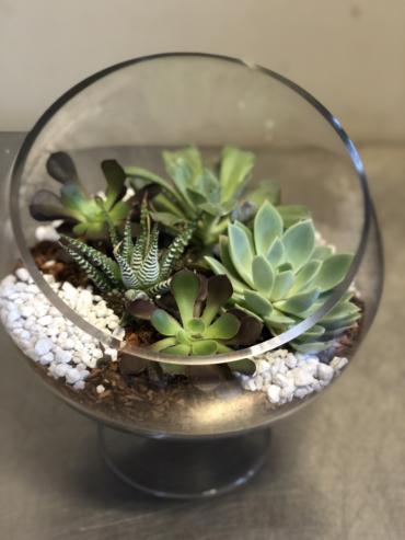 Succulent Terrarium