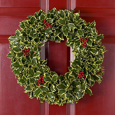 Holly Wreath