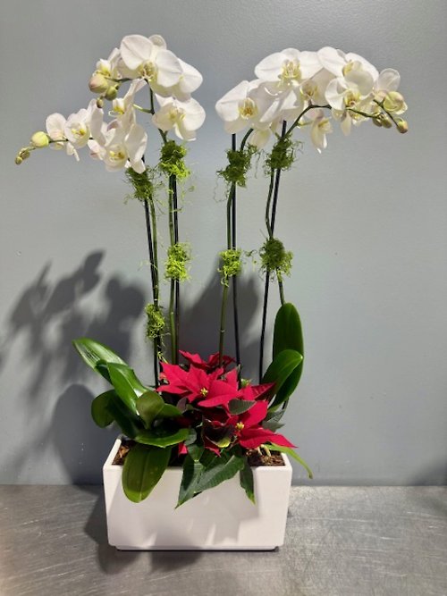 Festive Orchid Garden in White Ceramic