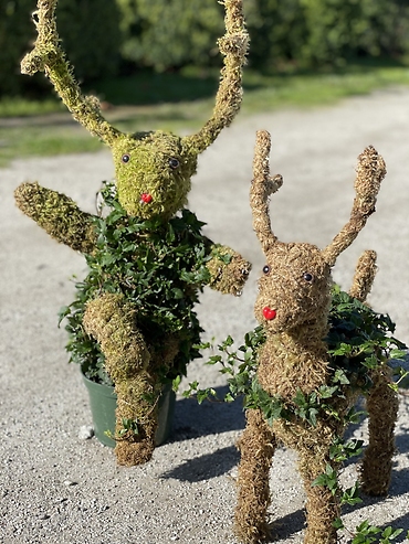 Ivy reindeer topiary