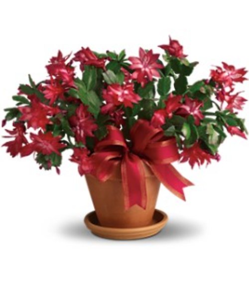 Christmas Cactus