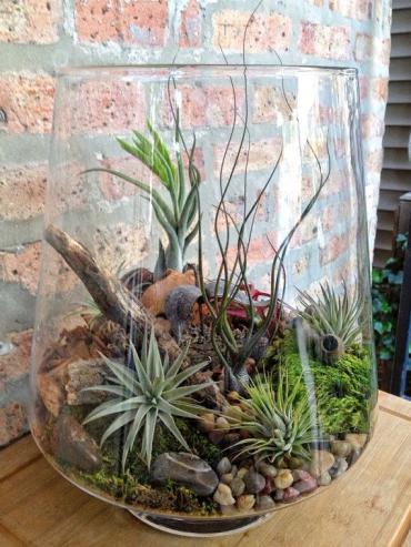 Air Plant Garden